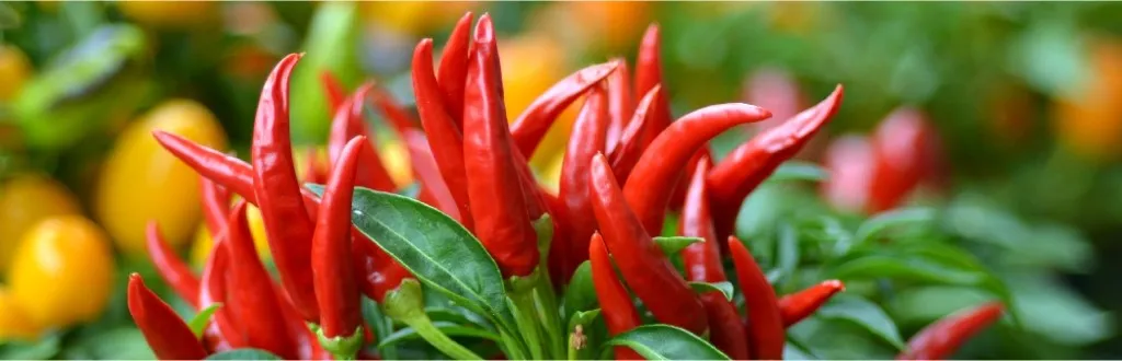 Chili Supercritical CO2 Extraction Plant Chili Supercritical CO2 Extraction Plant